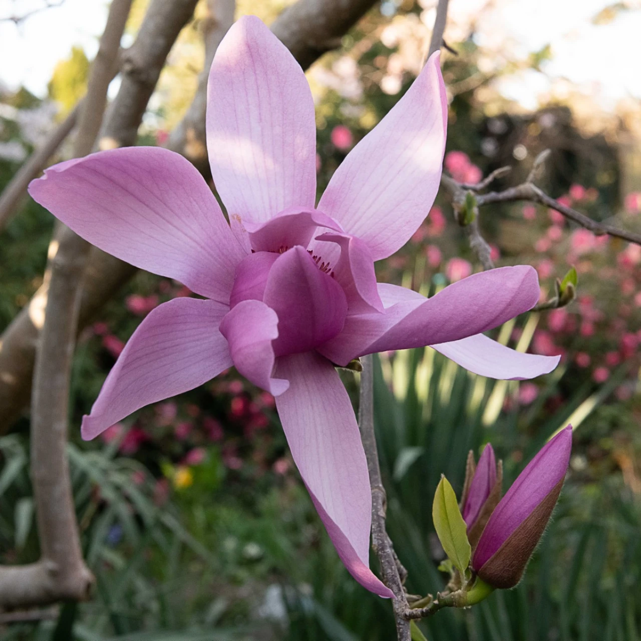 M. 'Caerhays Surprise' AGM